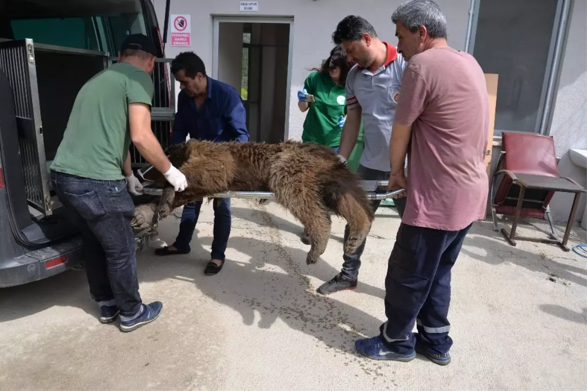 Bilecik\'te Aracın Çarptığı Ayı Tedavi Altına Alındı