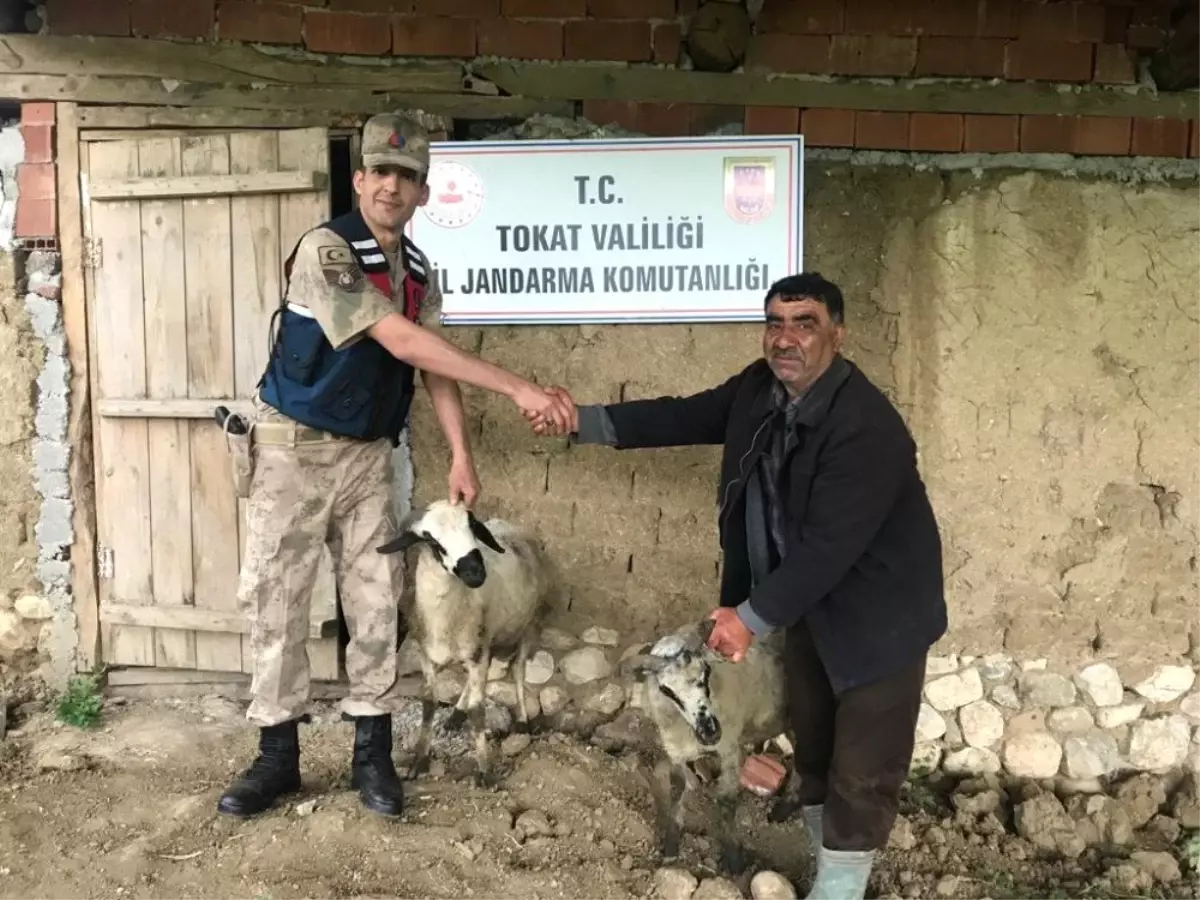 Çalınan Koyun ve Kazlarına Kavuştular