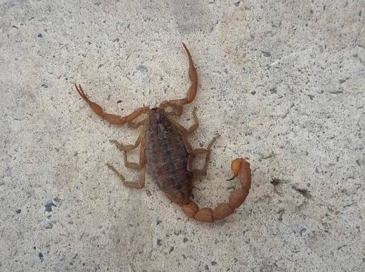 İslahiye\'de, En Zehirli Akrep Türü Görüldü