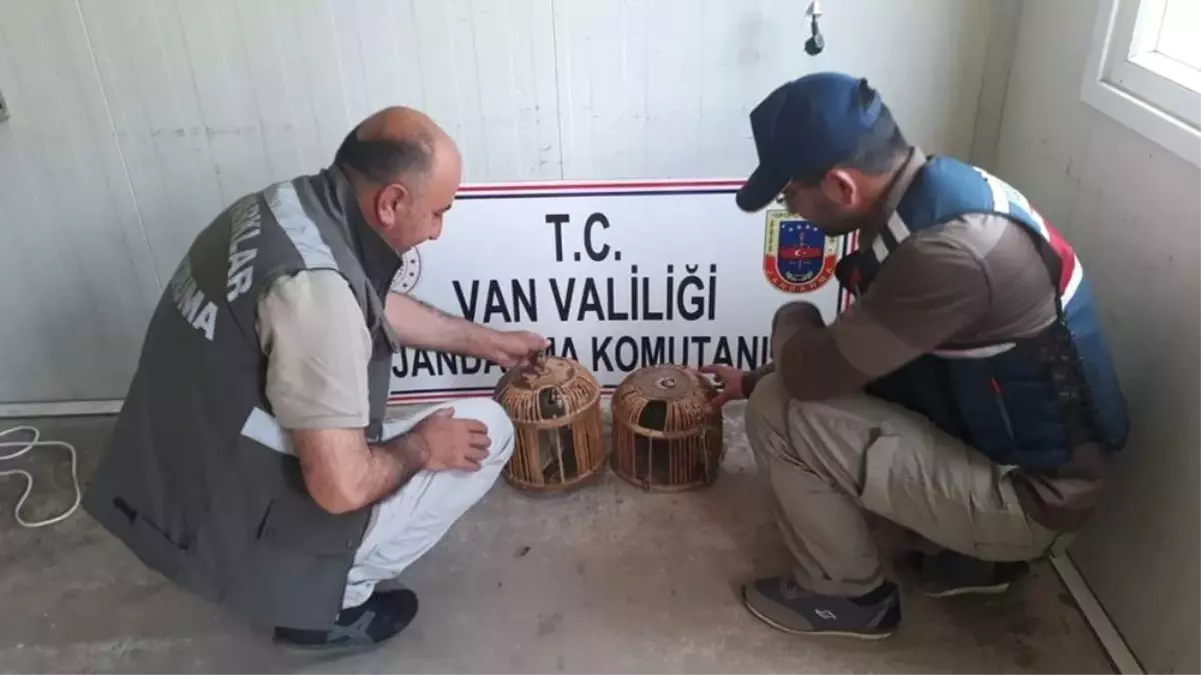 Kafes Avcısı Jandarmaya Takıldı