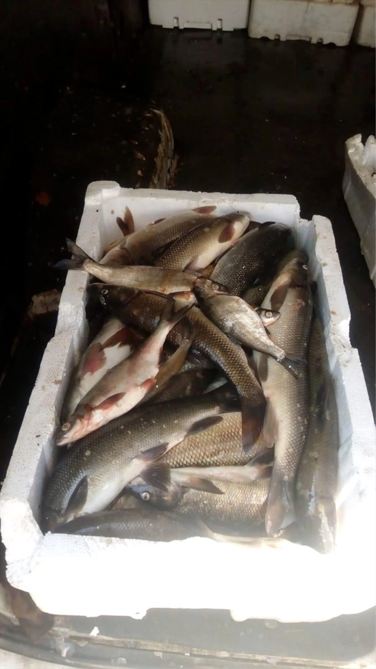 Kahramanmaraş\'ta Bin 800 Kilo Kaçak Balık Ele Geçirildi