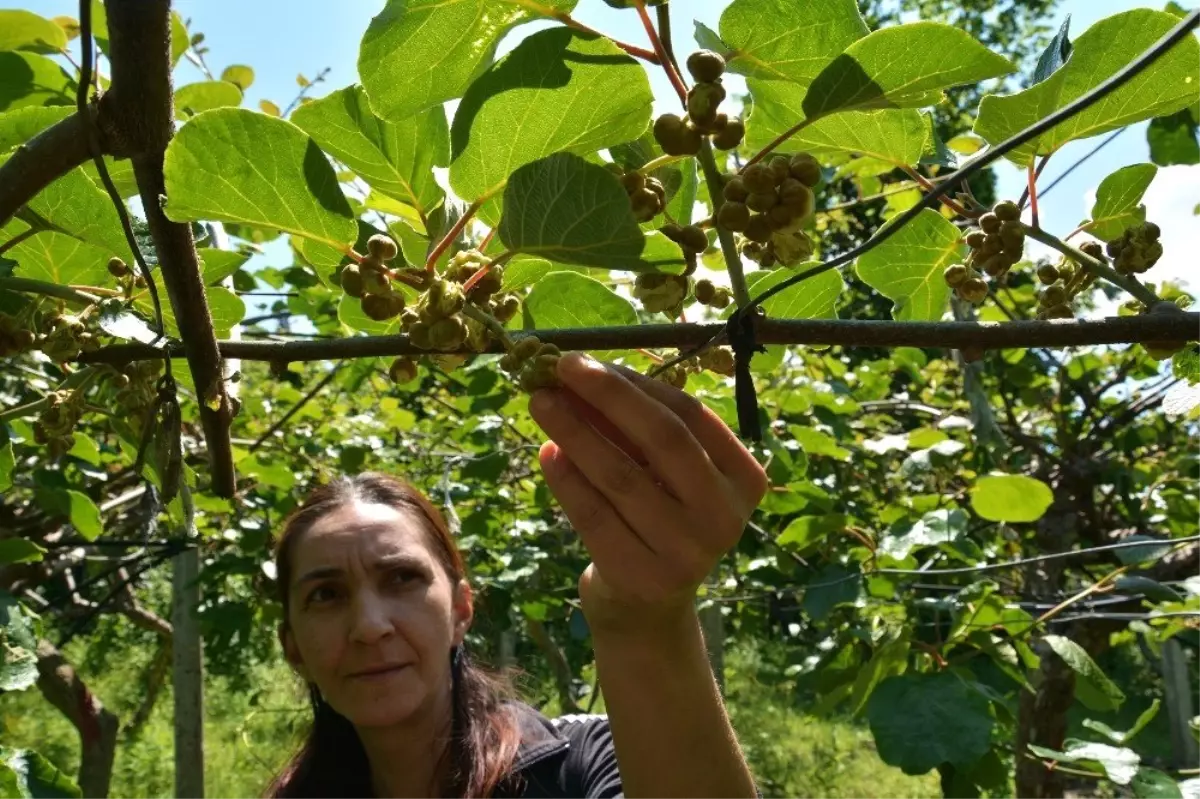 Kivi Üreticileri Kaliteli Ürün İçin Çalışıyor