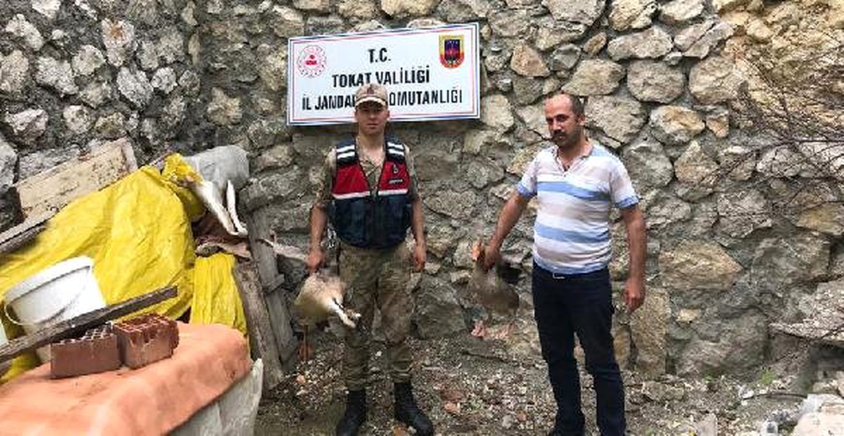 Tokat\'ta Hayvan Çalan 3 Kişi Tutuklandı