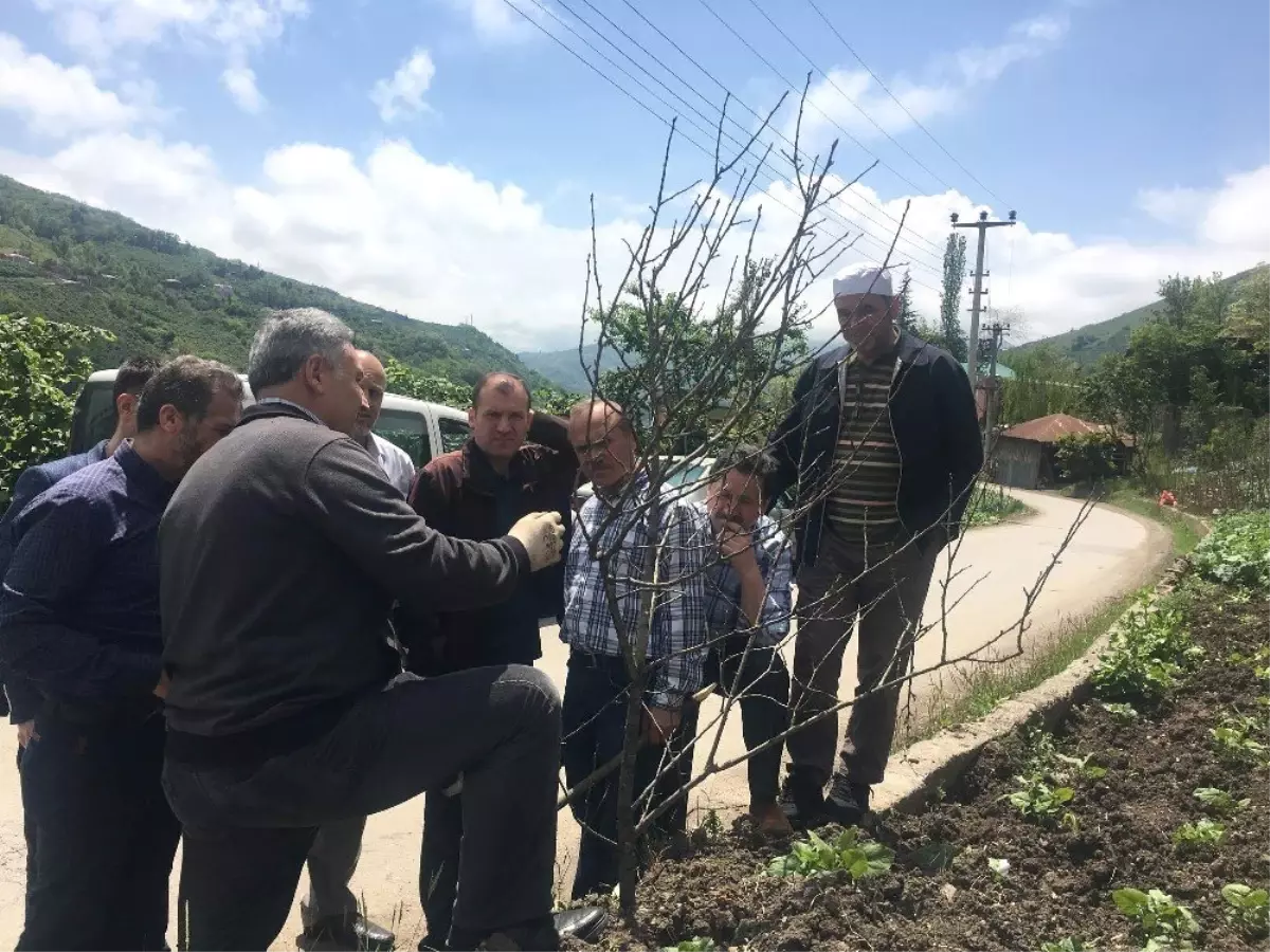 Trabzon\'da Çiftçilere Yönelik İlk Kez Meyve Ağaçlarını Budama ve Aşılama Kursu Düzenleniyor