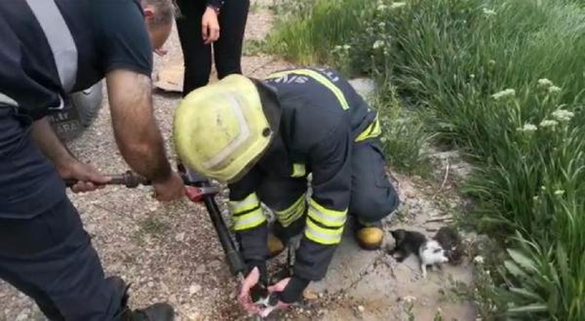 Yanan Binadaki Kedi ve 4 Yavrusunu İtfaiye Ekipleri Kurtardı