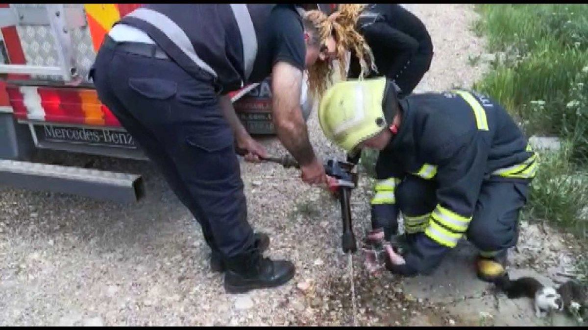 Yavru Kediler Yanmaktan Son Anda Kurtarıldı