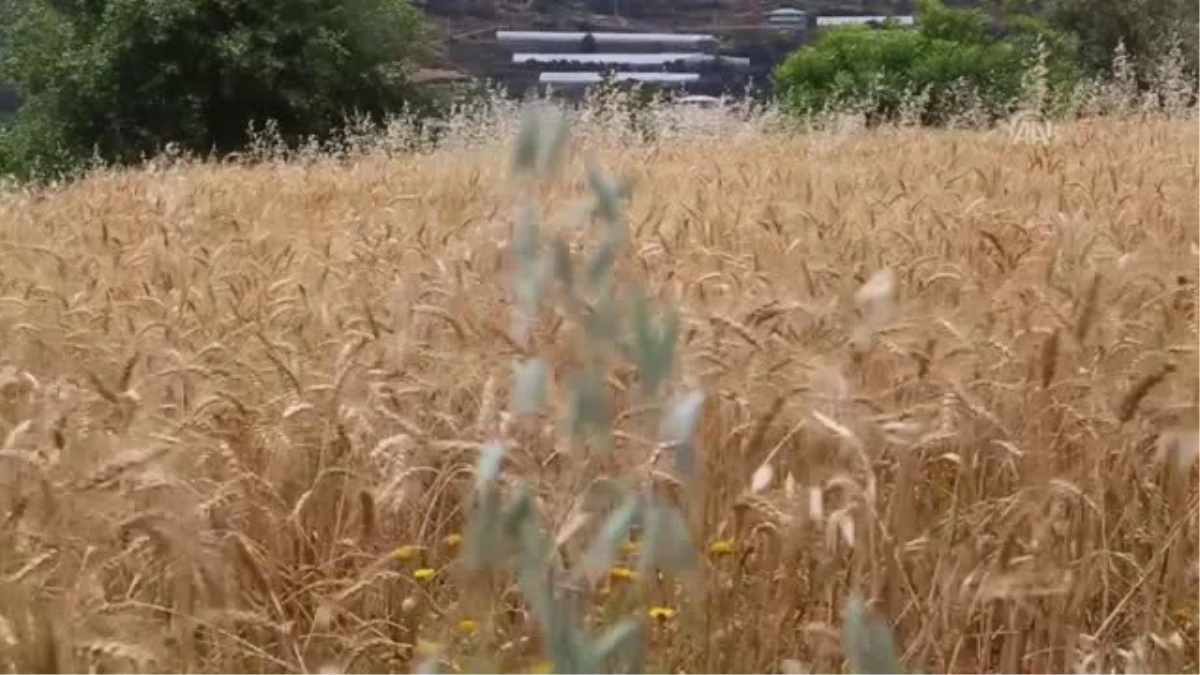 Yılın İlk Buğday Hasadı Başladı