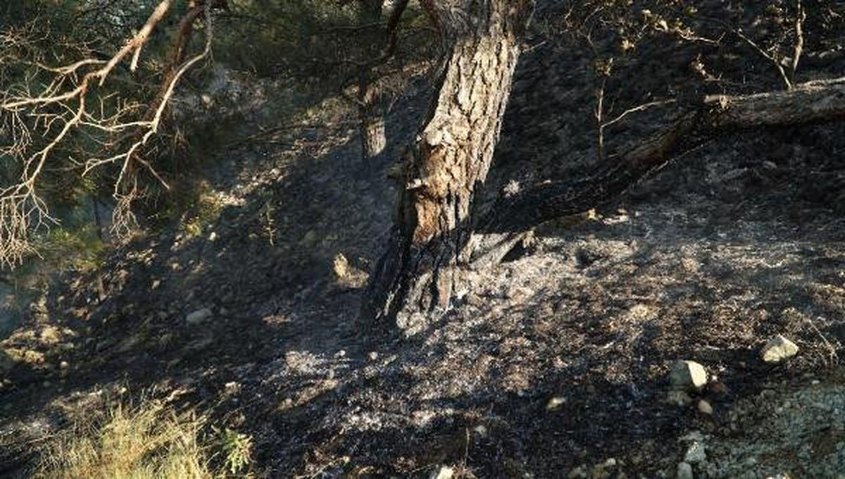 Adıyaman\'da Ormanlık Alandaki Yangın Söndürüldü