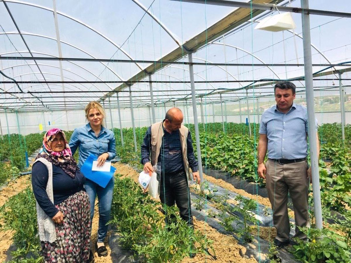 Aksaray\'da Domates Güvesi Mücadelesi İçin Seralara Tuzaklar Asıldı