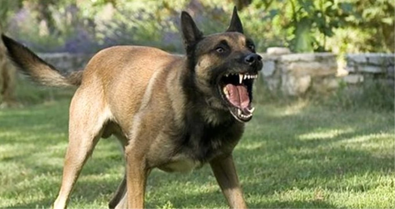 Almanya\'da Polis Köpeğinin Saldırdığı Kadın, Devletten 25 Bin Euro Tazminat Kazandı