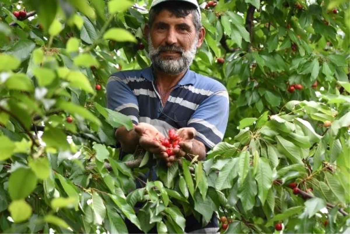Bursa\'da Çiftçiler Erkenci Kiraz Hasadına Başladı
