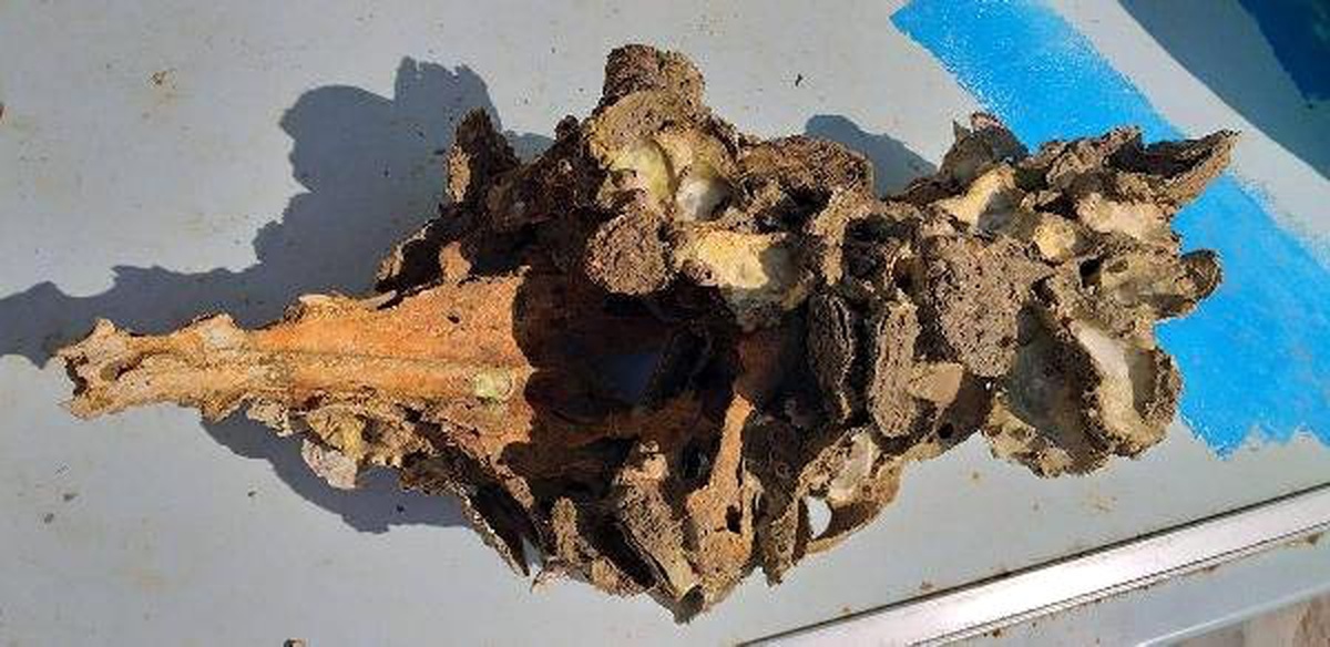 Büyük Menderes Nehri\'ne Atılan Hayvan Leşi ve İskeletleri Tehlike Saçıyor