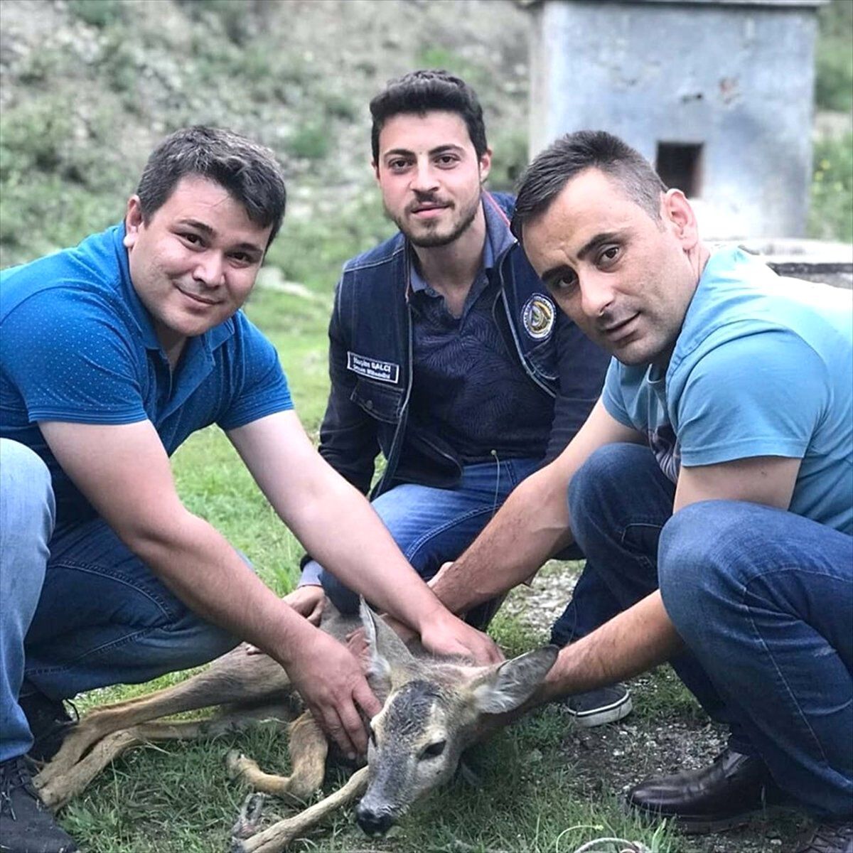 Çamura Saplanan Karaca Yavrusunu Çiftçiler Kurtardı