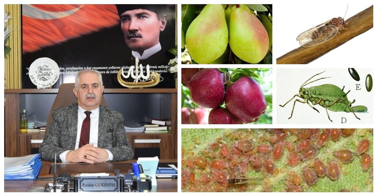 Müdür Görentaş, Meyve Üreticilerini Uyardı