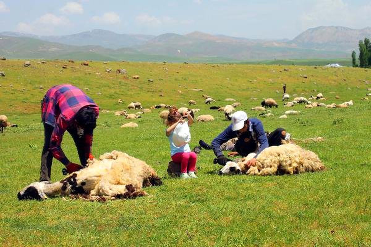 Muş\'ta Koyun Kırkma Zamanı