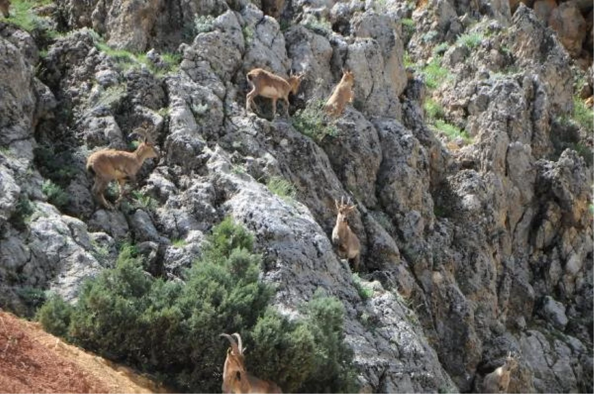 Tunceli\'de Yaban Keçileri Yola İndi