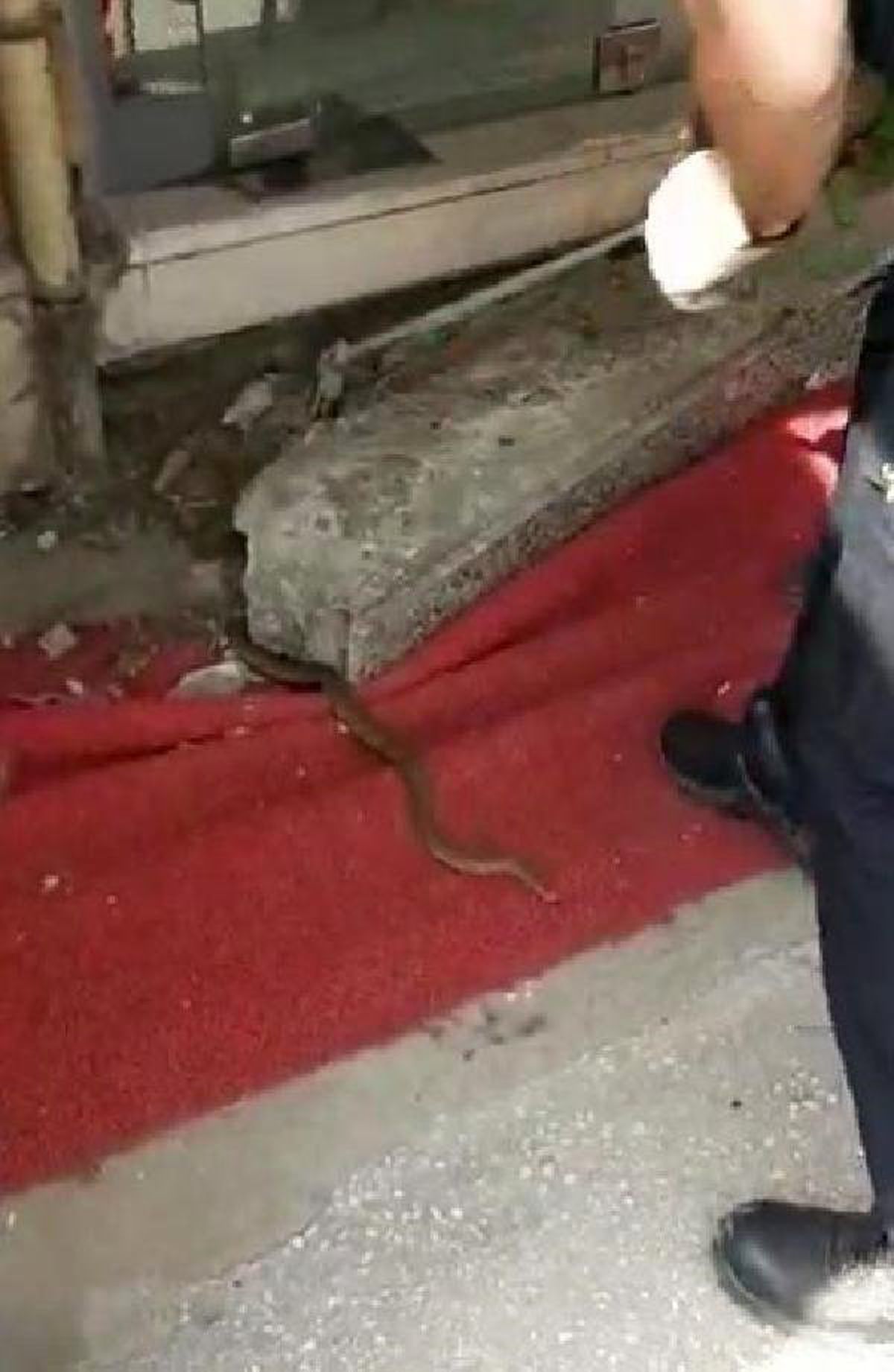 Yalova\'da Yılan Paniği Kamerada