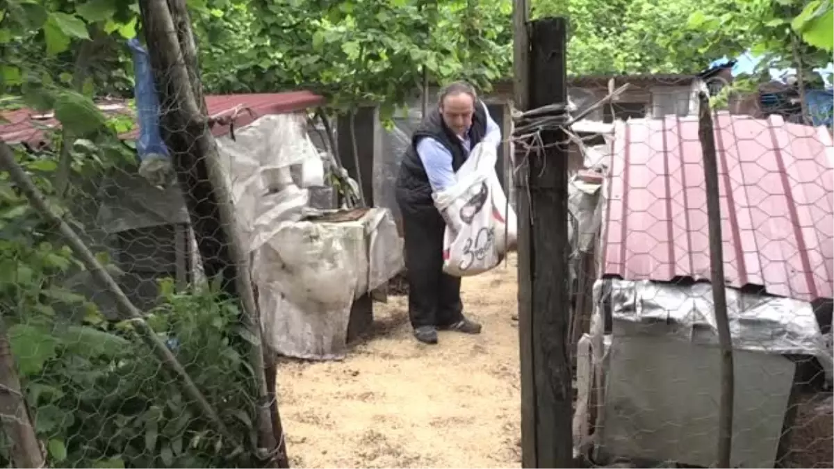 13 Irktan Yaklaşık 100 Tavuğa Gözü Gibi Bakıyor