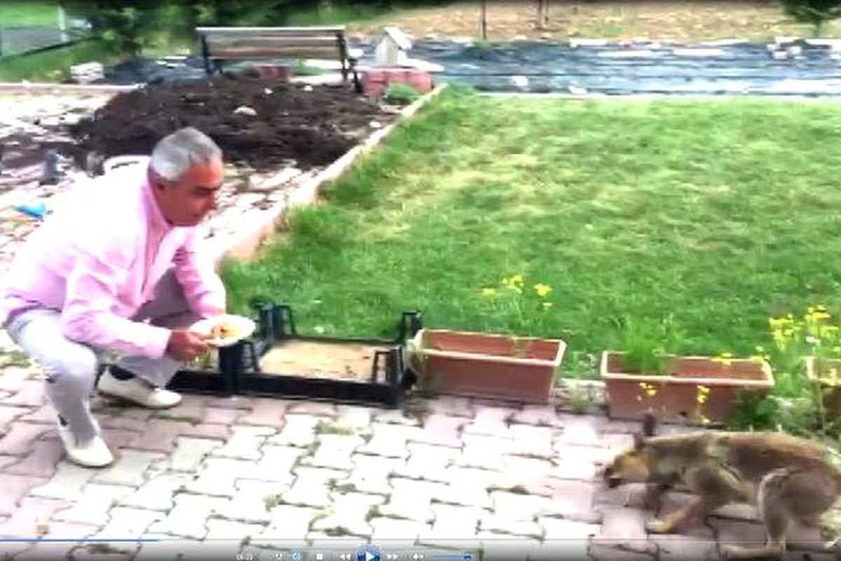 Bahçesine Gelen Tilkiyi Eliyle Besledi