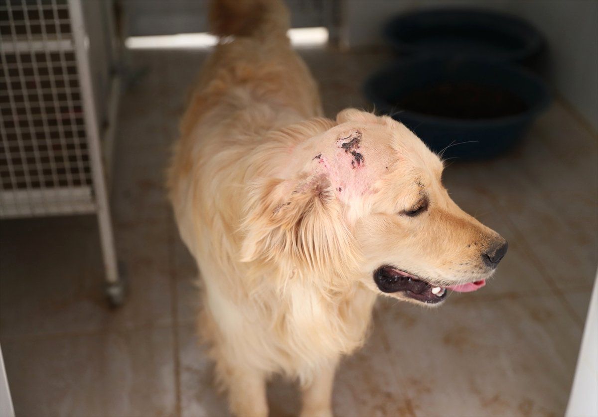 Başından Silahla Vurularak Yaralanan Köpeğe Yardım Eli