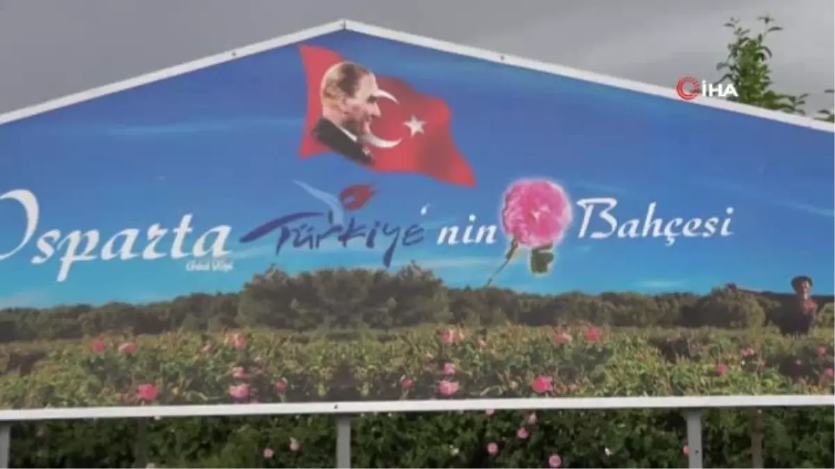 Gülün Başkenti Isparta Ardıçlı\'da Gül Hasadı Başladı