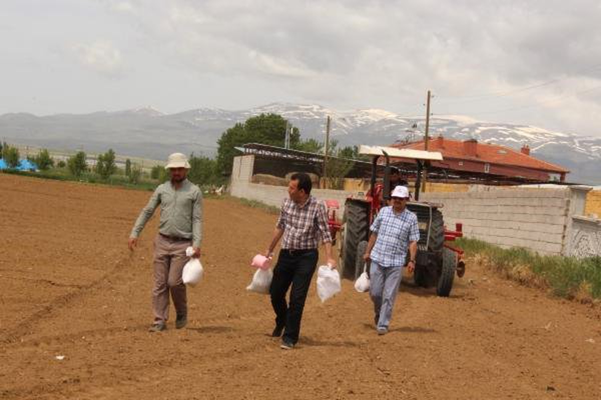 Hastalıklara Dayanıklı Fasulye ve Barbunyanın Deneme Ekimi Yapıldı