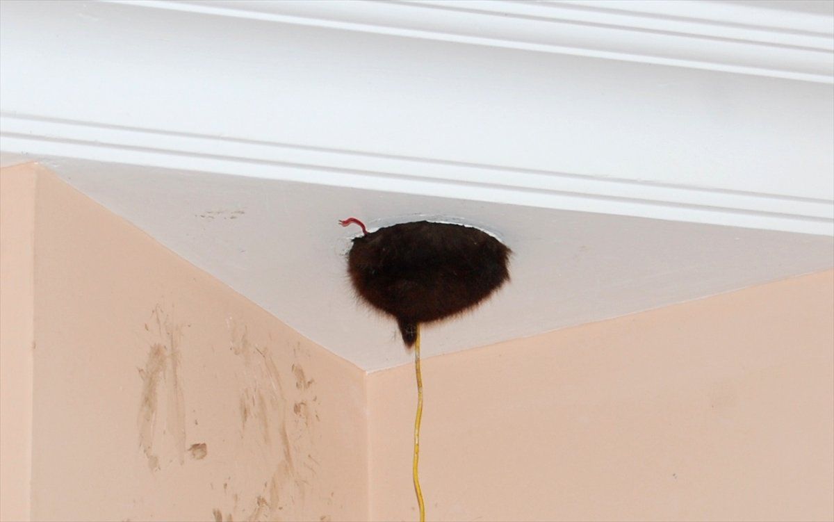 İtfaiyenin Yavru Kedi Mesaisi