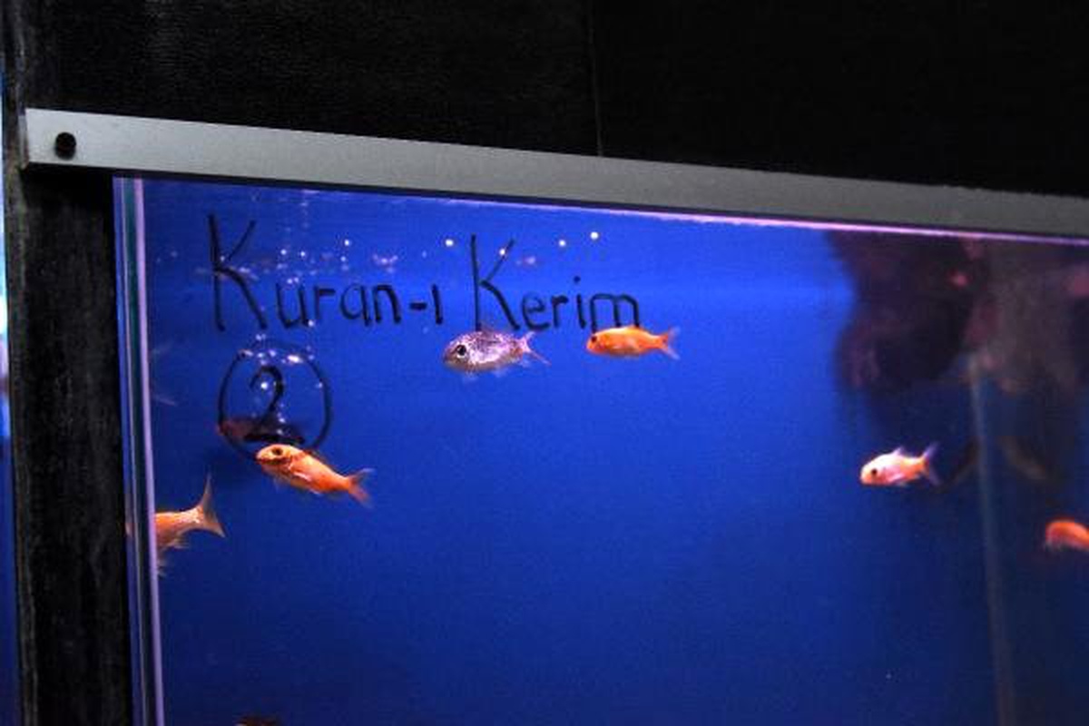 Kur\'an-ı Kerim ve Tasavvuf Musikisi Dinletilen Balıklar Daha Çabuk Büyüdü