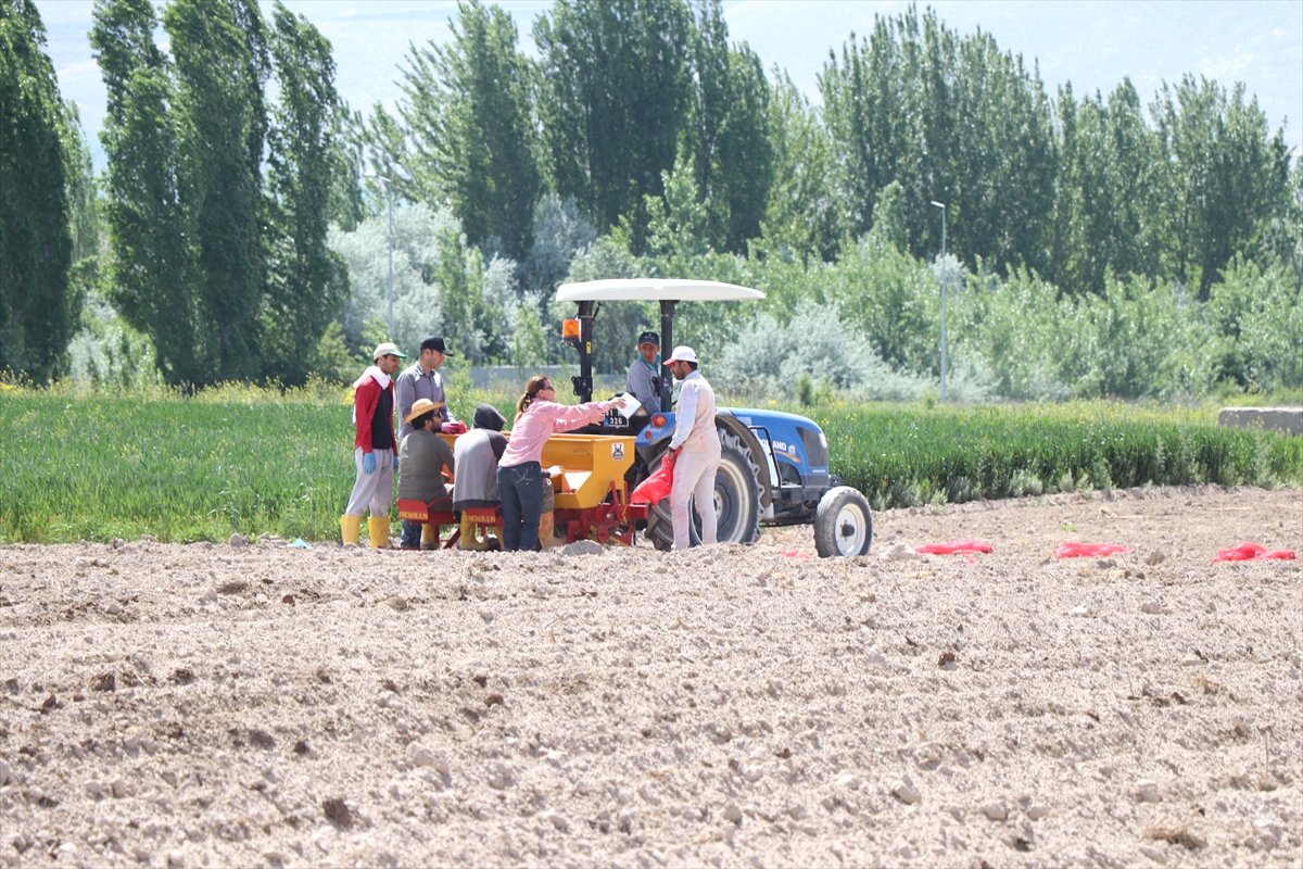 Kuraklığa Dayanıklı Yerli Patates Çeşidi Geliştirildi