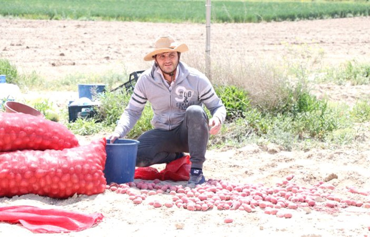 Kuraklığa dayanıklı yerli patates çeşidi geliştirildi