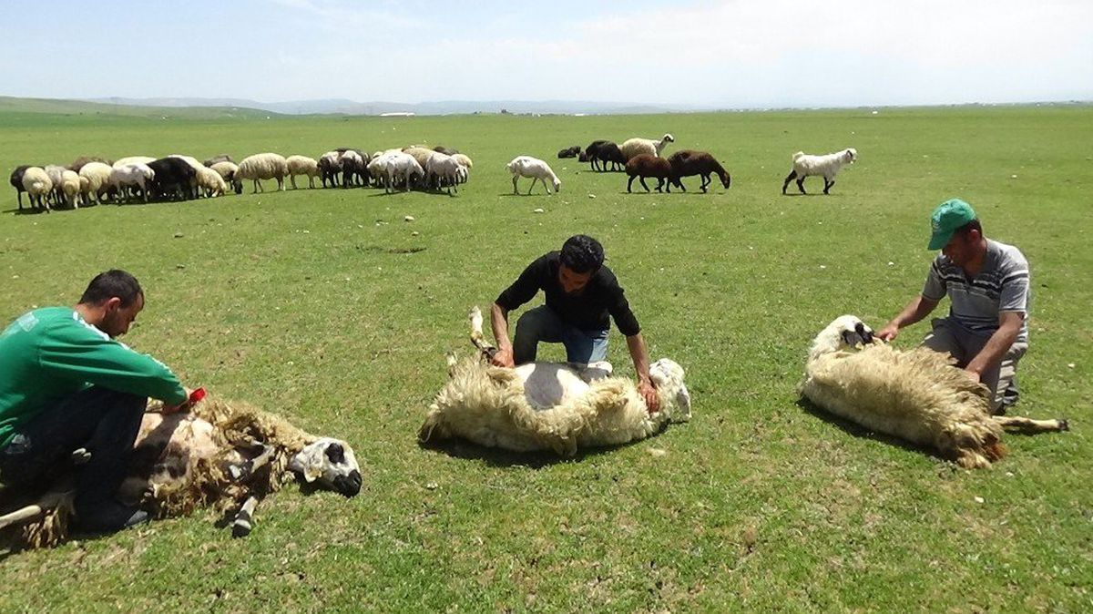 Muş\'ta Koyun Kırkma Sezonu Başladı