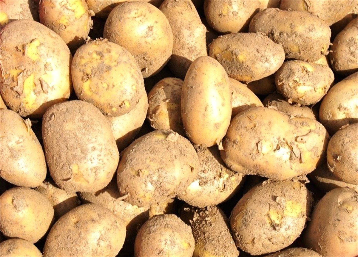 Patates Tarlada 1,4 Liraya Kadar Geriledi"