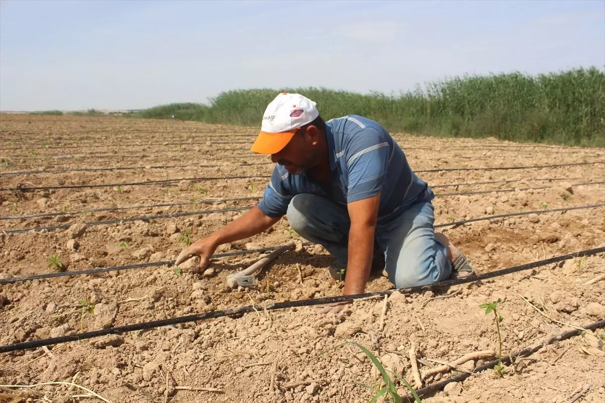 Ramazanda Tarım İşçilerinin Zorlu Mesaisi