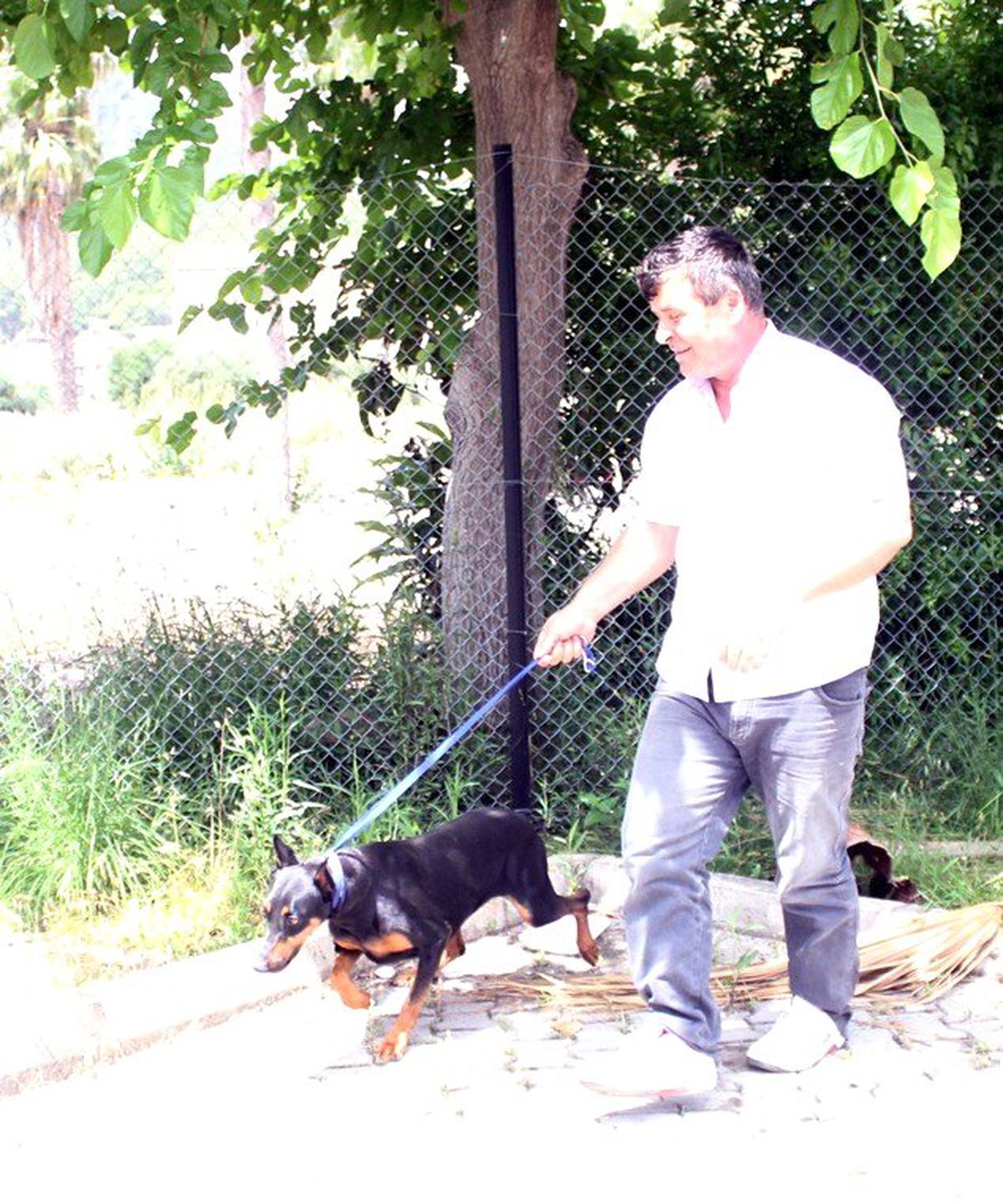 Sahipsiz Doberman Yavrusu Barınağa Teslim Edildi