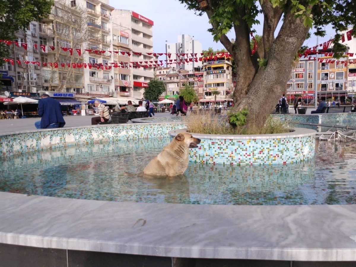 Sıcaktan Bunalan Köpek Süs Havuzuna Girdi