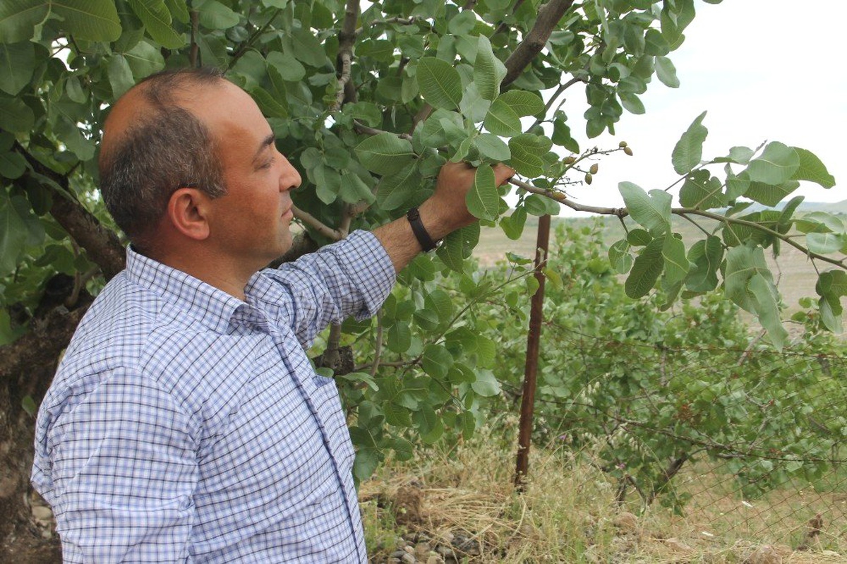 Siirt\'te Yağışlardan En Büyük Zararı Fıstık Bahçeleri Gördü