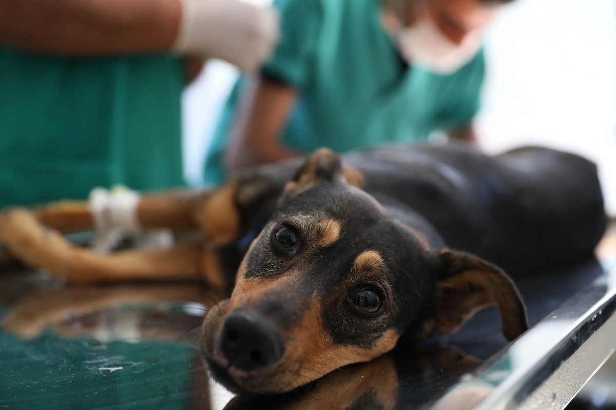 Silahla Vurulan ve Trafik Kazası Geçiren İki Köpeğe Mersin Büyükşehir Belediyesi Sahip Çıktı