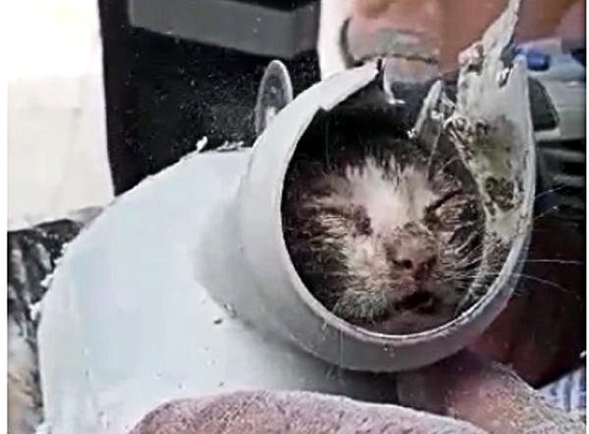Su Borusuna Sıkışan Yavru Kedi Kurtarıldı