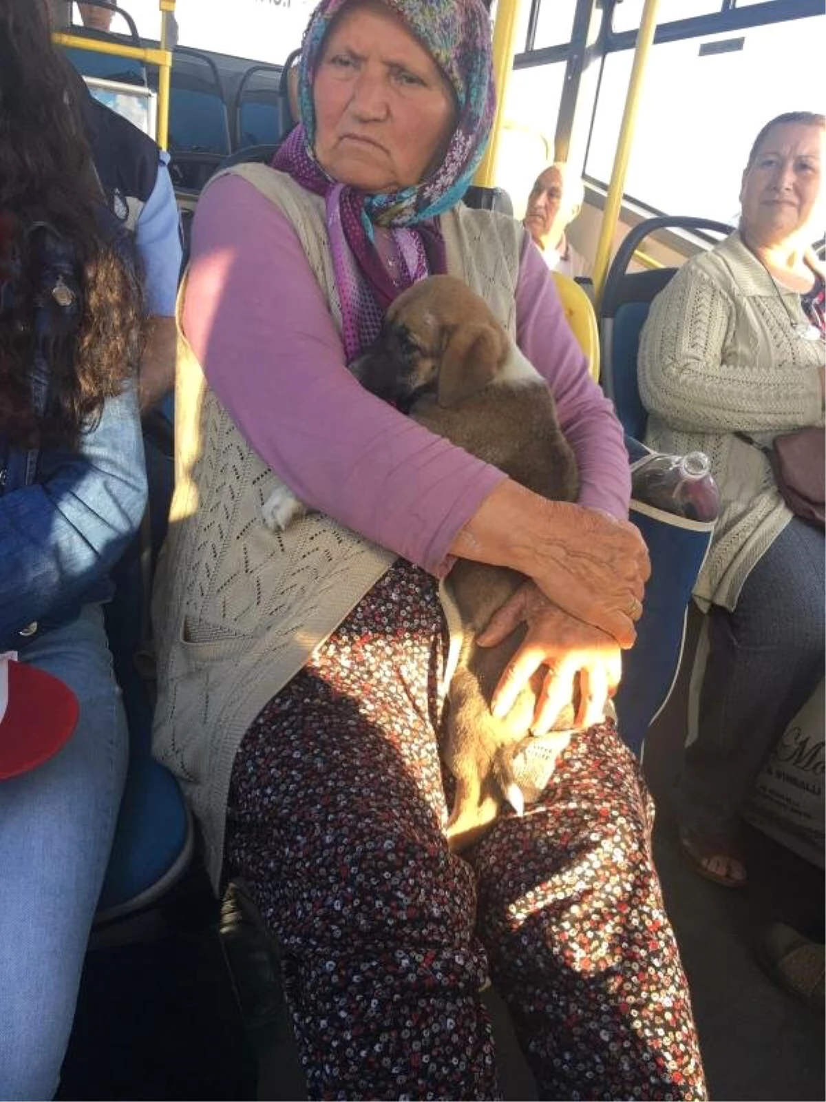 Yavru Köpekle Otobüse Bindi, Sosyal Medyada Konu Oldu