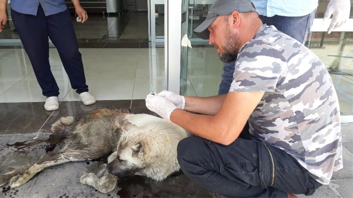 Aile Hekimliğine Sığınan Köpek Kurtarılamadı