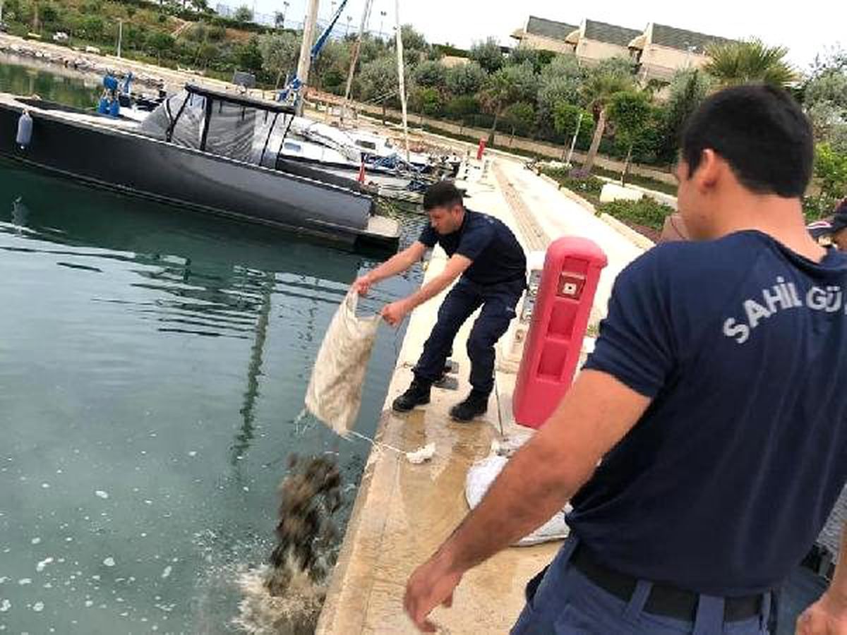 Deniz patlıcanı avlayan 2 kişiye 24 bin lira ceza