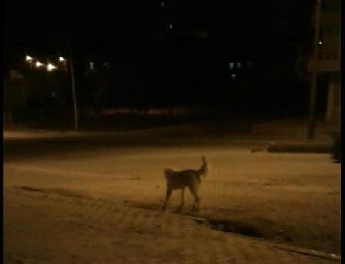 Köpeklerin Saldırısına Uğrayan 3 Çocuk Yaralandı