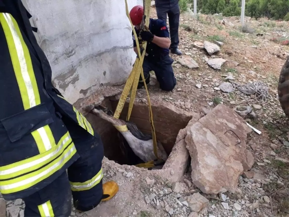 Kuyuda mahsur kalan atı itfaiye kurtardı