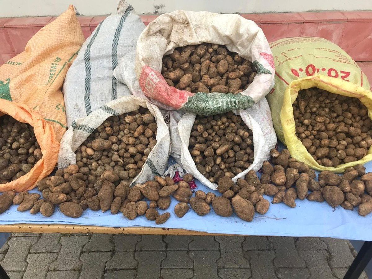 Salep soğanı toplayanlara bugün de 240 bin TL ceza kesildi
