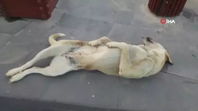 Sokak Kopegi Olu Taklidi Yaparmis Gibi Uyuyor Son Dakika Sokak Kopegi Olu Taklidi Yaparmis Gibi Uyuyor Son Dakika