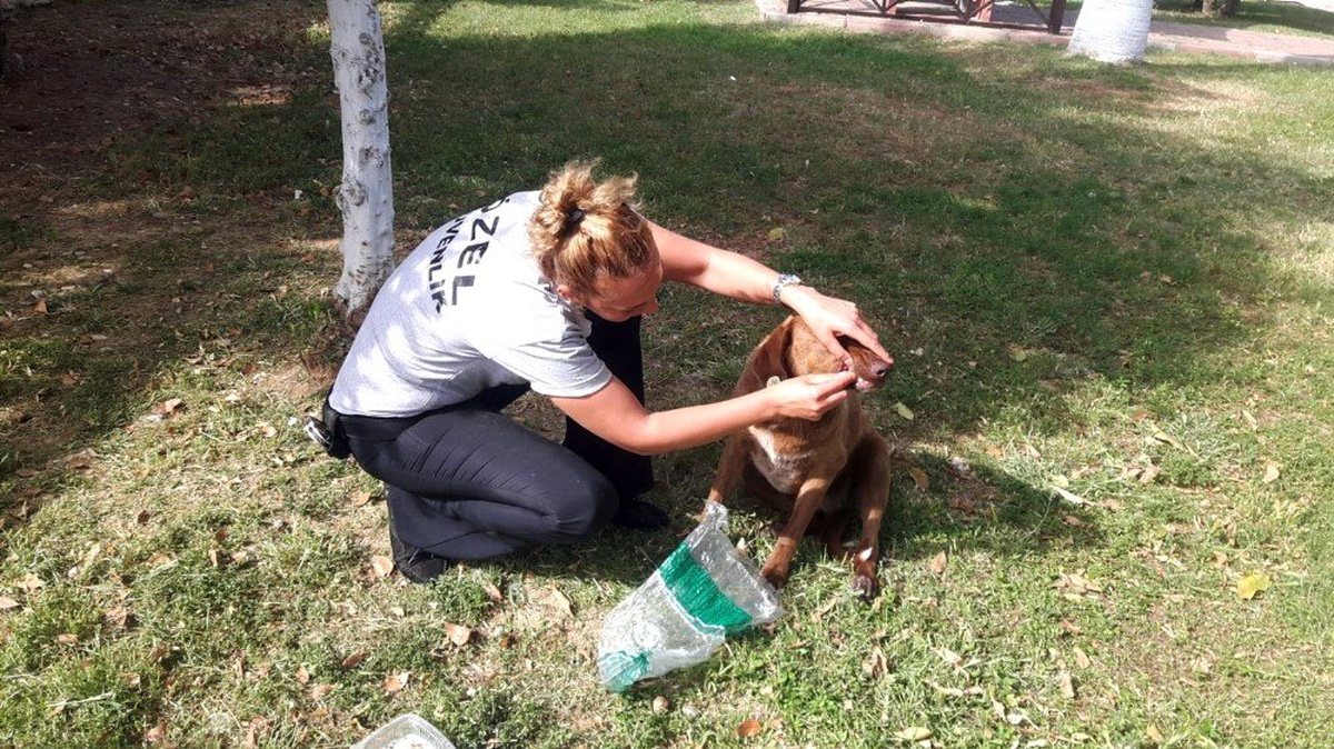Sokak Köpeğini Bıçaklayarak Ölüme Terk Ettiler