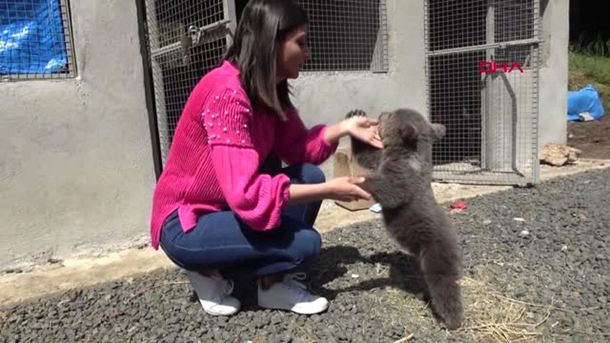 Trabzon Boz Ayı Yavrusu \'Yogi\' Bursa\'ya Gönderildi-Arşiv