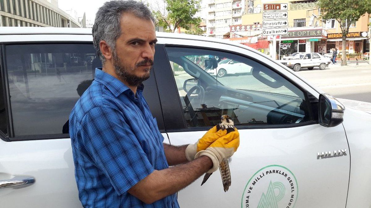 Yaralı Doğan Koruma Altına Alındı