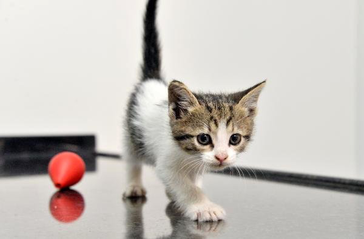 Yavru Kedi, Otomobil Motorunda İstanbul\'dan Antalya\'ya Geldi