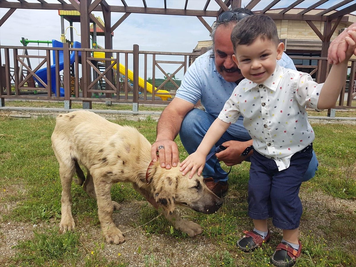 Zifte Yapışan Köpek Yeni Yuvasına Kavuştu